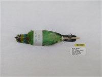 藏品(五色鳥)的圖片